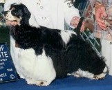 My-Ida-Ho Diamonds-R-Forever | American Cocker Spaniel 