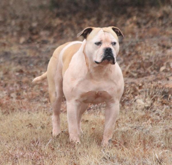 MWB's Toodles @ HSB | American Bulldog 