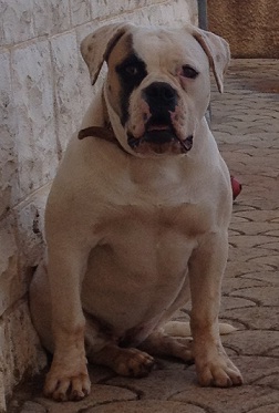 Bomberbulls Brijitta | American Bulldog 