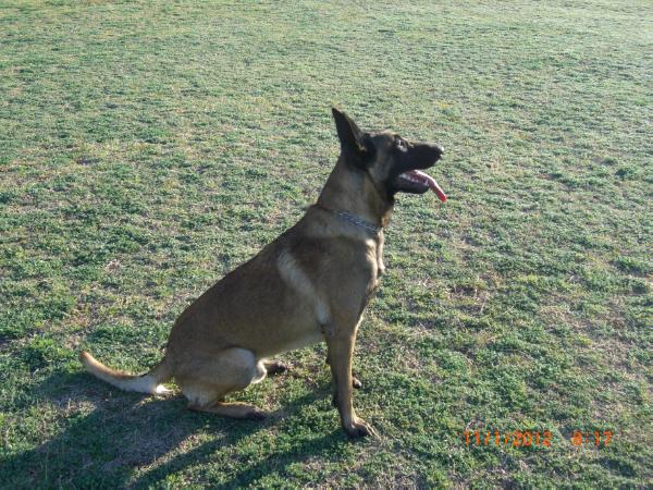 DTS K9 Deke | Belgian Malinois 