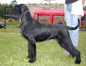 Gloris Science Fiction | Giant Schnauzer 