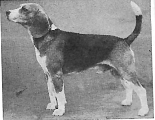 Grapeside Gamble | Beagle 