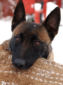 Snyffie (Dhr. Tony Gruber, Salzburg, Oostenrijk) | Belgian Malinois  Snyffie (Dhr. Tony Gruber, Salzburg, Oostenrijk) | Belgian Malinois