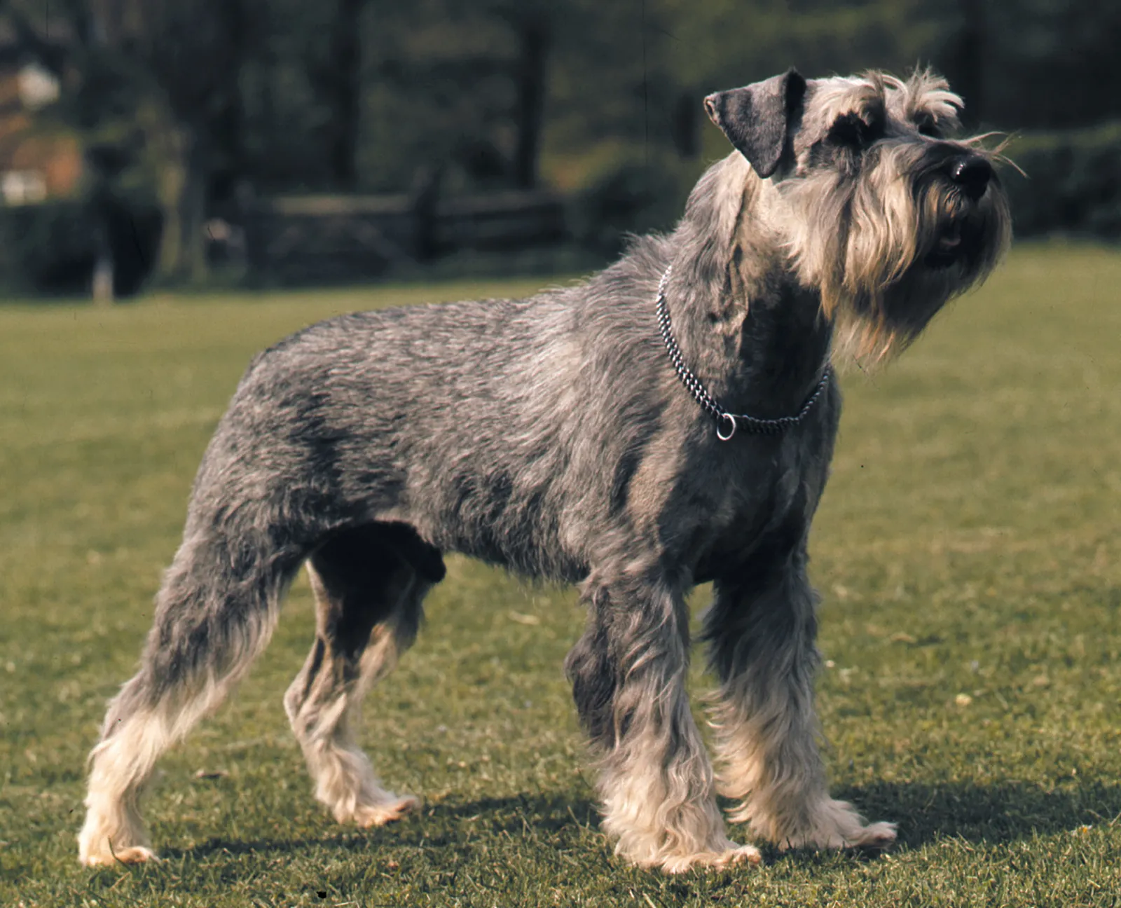 Giant Schnauzer