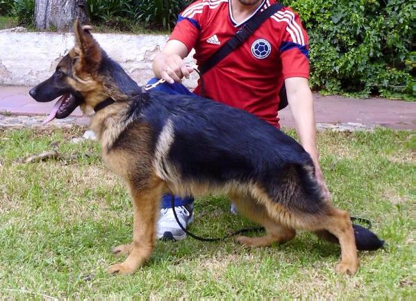 Lothar de anzoategui | German Shepherd Dog 