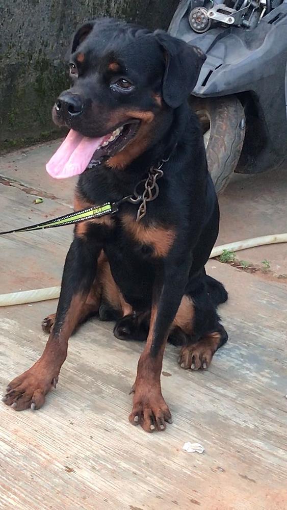 GWEN VOM PARRIAN | Rottweiler 