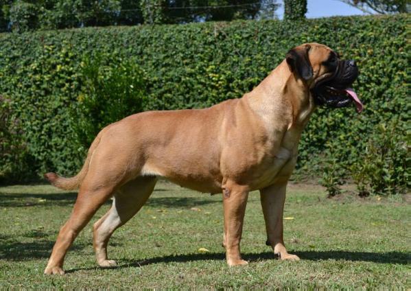 Mrs leila big head beauties | Bullmastiff 