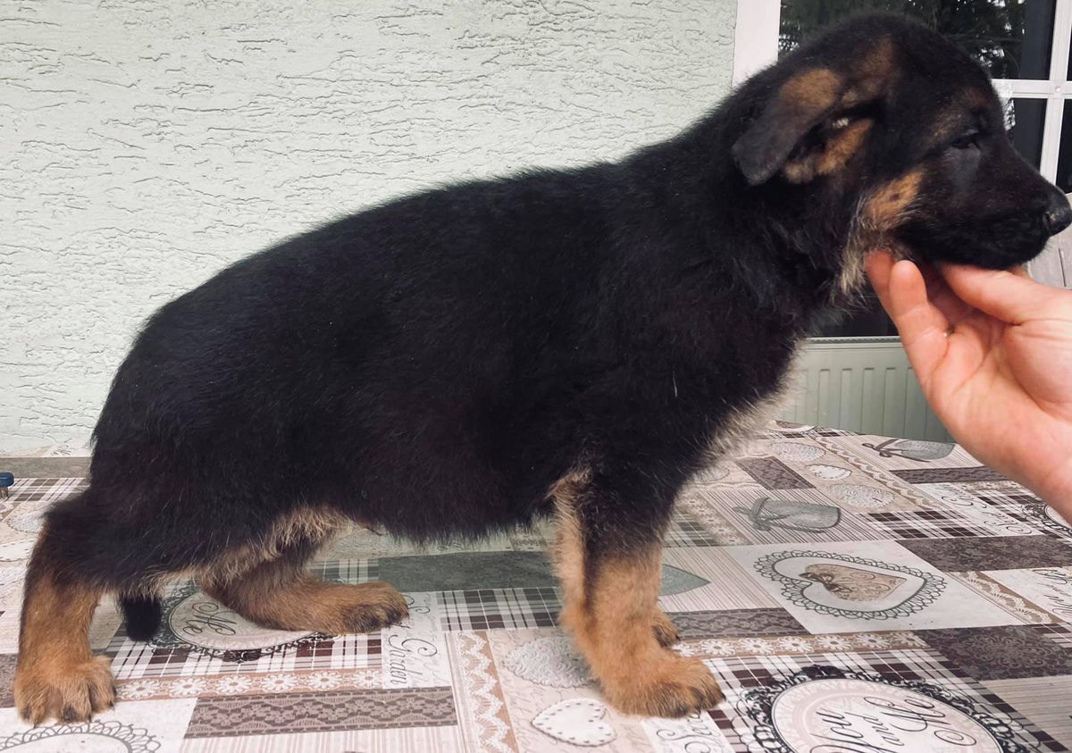 Vitus von der Wolfstratte | German Shepherd Dog 