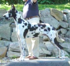 Countrydane Haltmeiers Poe | Great Dane 