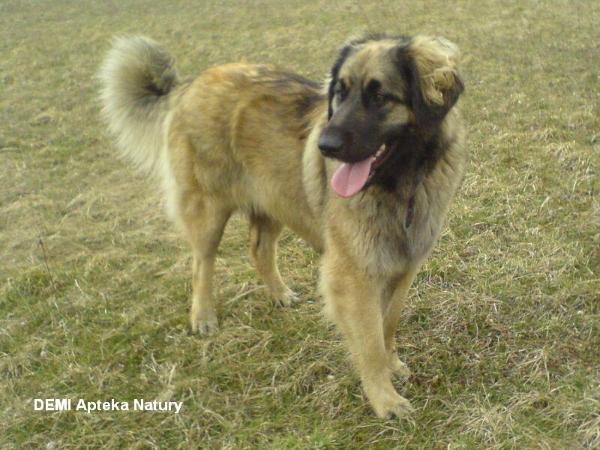 DEMI Apteka Natury | Leonberger 