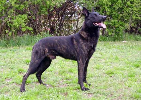 Tarhun des Crocs de l'Olympe | Dutch Shepherd 