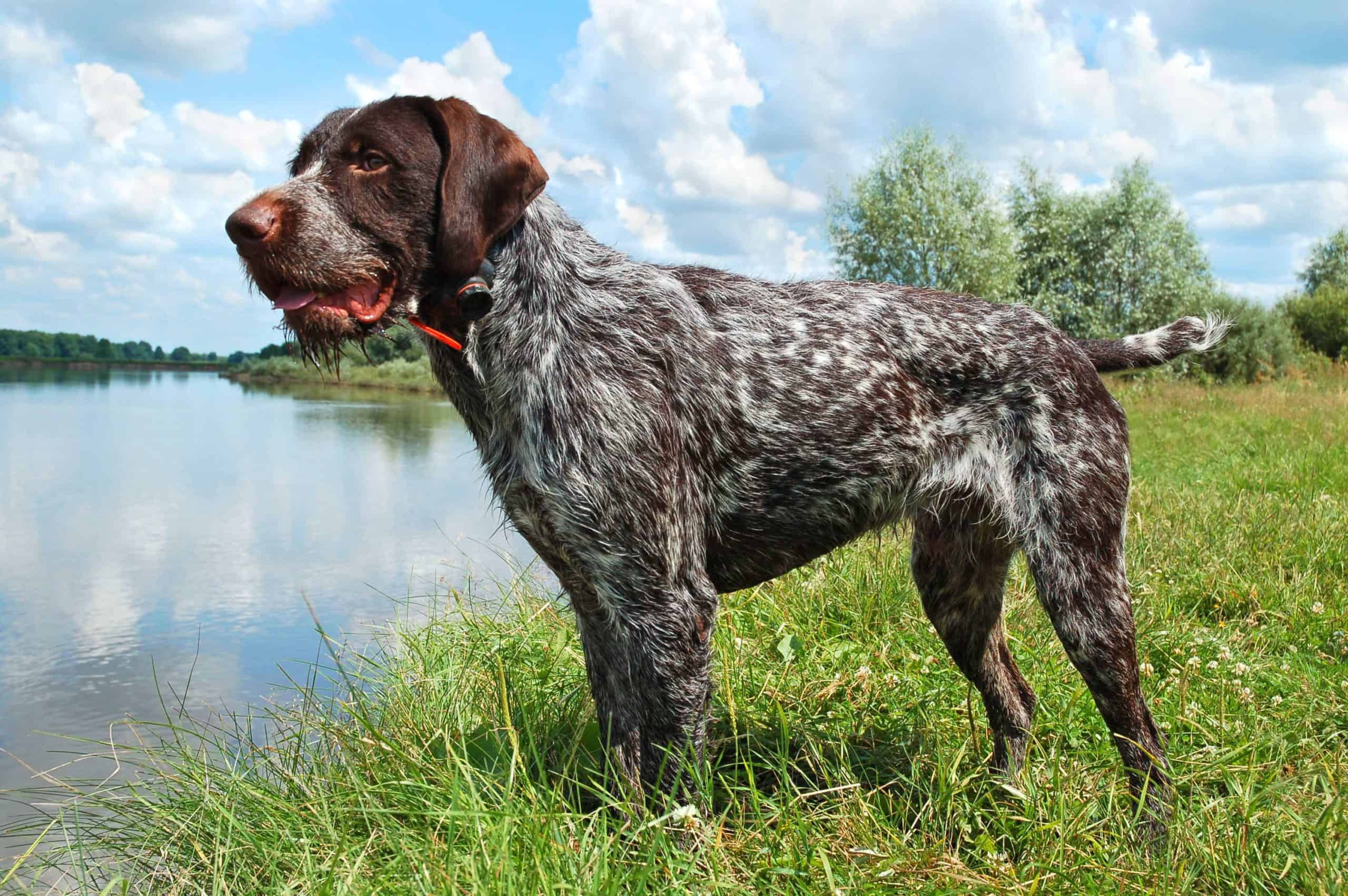 German Longhaired Pointer