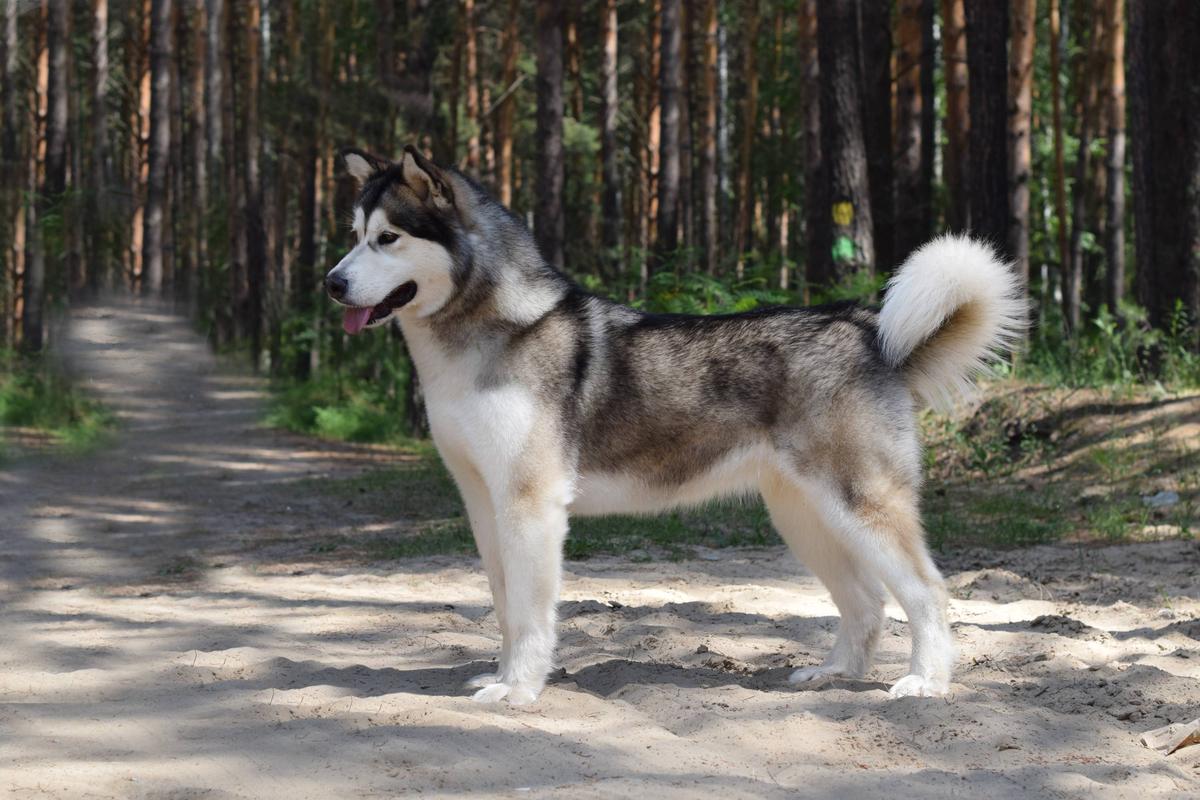 Vero Tesoro Arya Stark | Alaskan Malamute 