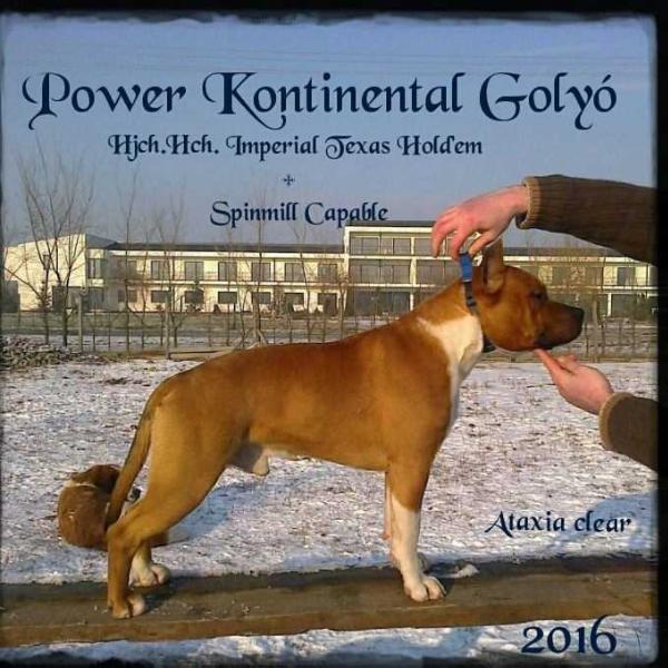 Power Kontinental Golyó | American Staffordshire Terrier 