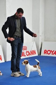 Okdrywca Orfeusz Thidalium | Jack Russell Terrier 