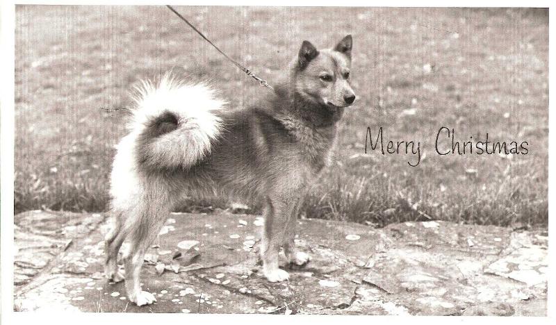 Cullabine ZACKRY | Finnish Spitz 