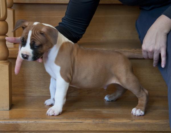 Zazazu S Almaznogo Ostrova | American Staffordshire Terrier 