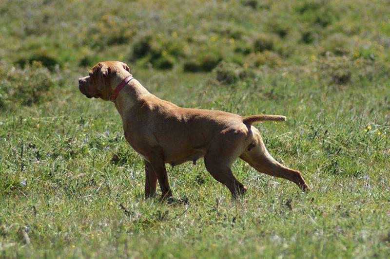 Fridah | Portuguese Pointer 