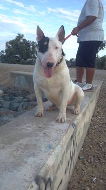 D-BO THE FELONY | Bull Terrier 