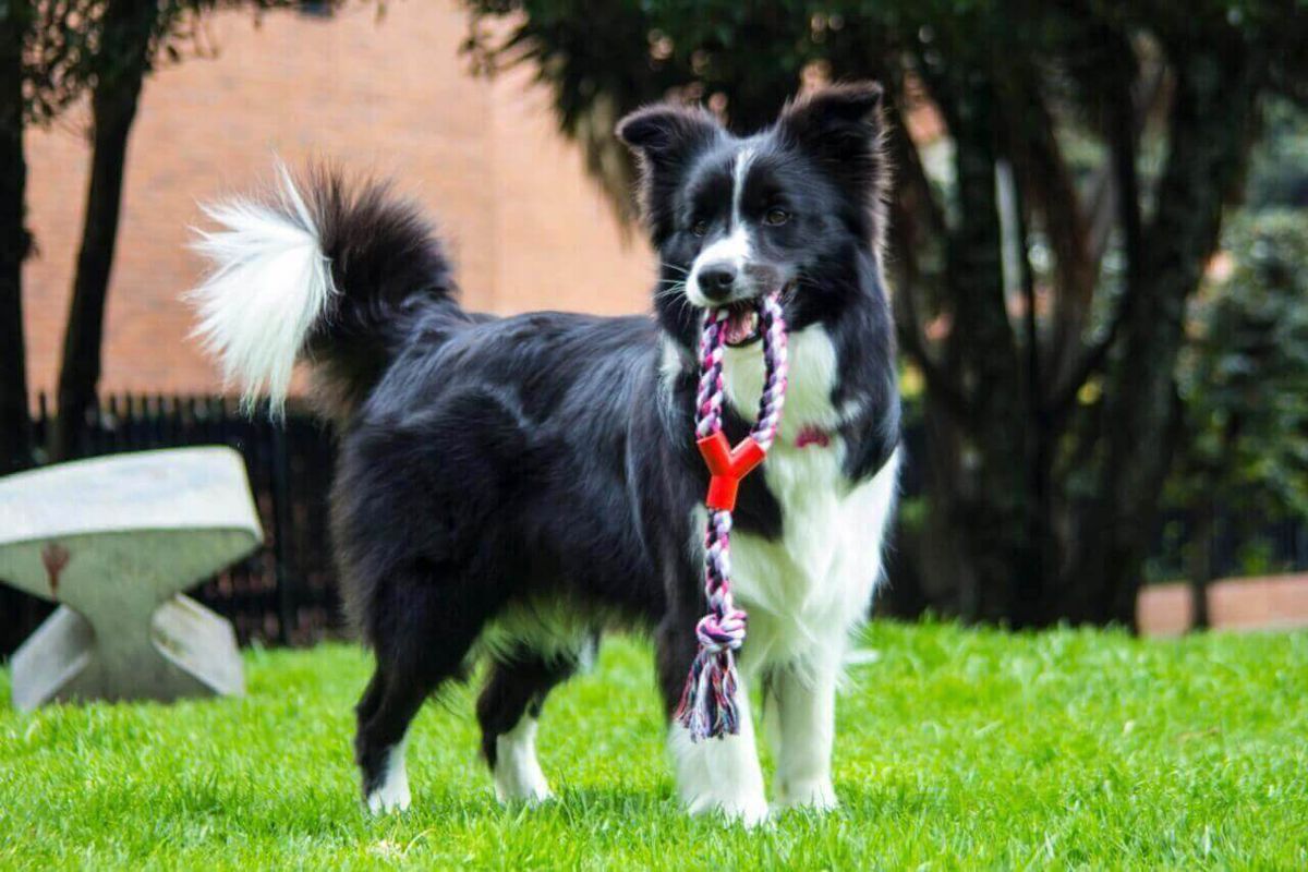 ZETA DE DOLCE REFUGIO | Border Collie 