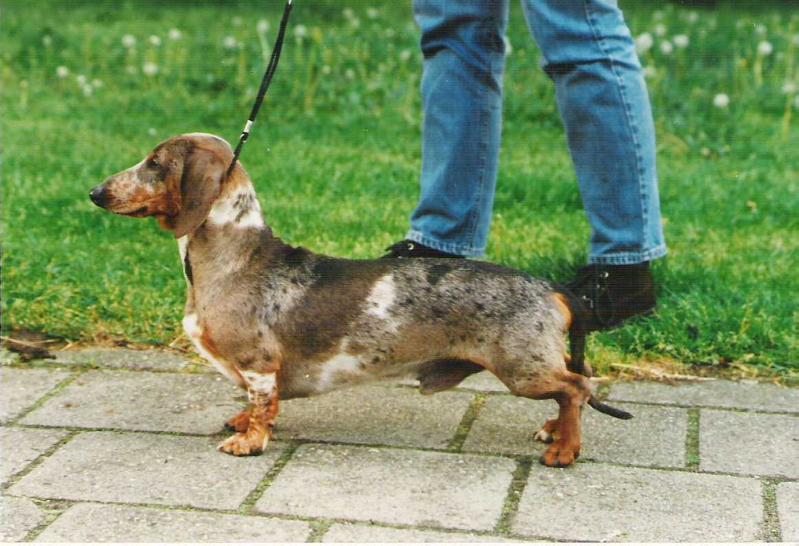 Vonbork's Levi Strauss | Dachshund 
