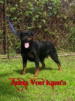 Anna Von Kams | Rottweiler 