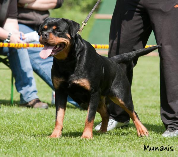 Wyra Terezsky Dvur | Rottweiler 