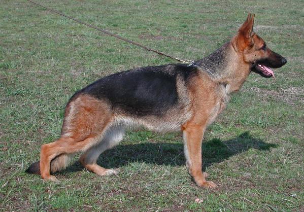 Kelly apo Armani | German Shepherd Dog 