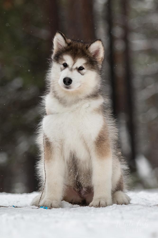 Action to Win Hamster | Alaskan Malamute 