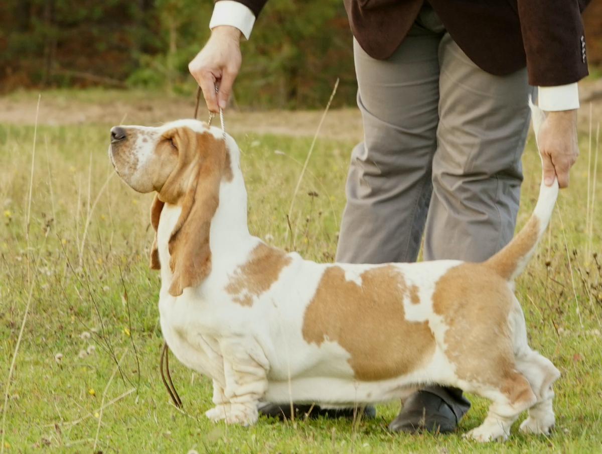 RUSSIAN PRIDE AURORA BOREALIS | Basset Hound 