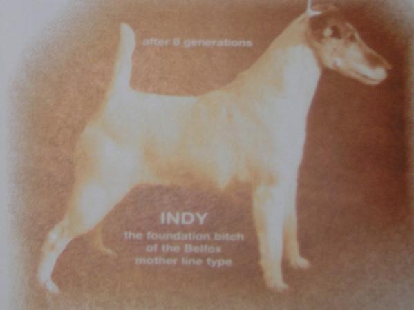 Indy des Hellwoodiis | Smooth Fox Terrier 