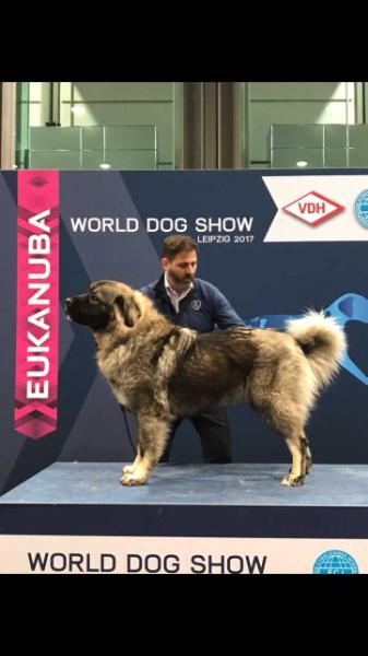 EZRA TRANSYLVANIA GIANT | Caucasian Mountain Dog 