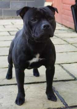 DARK KNIGHT OF DWSTAFF | Staffordshire Bull Terrier 