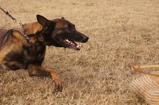 Baika Black Forest Gun | Belgian Malinois 