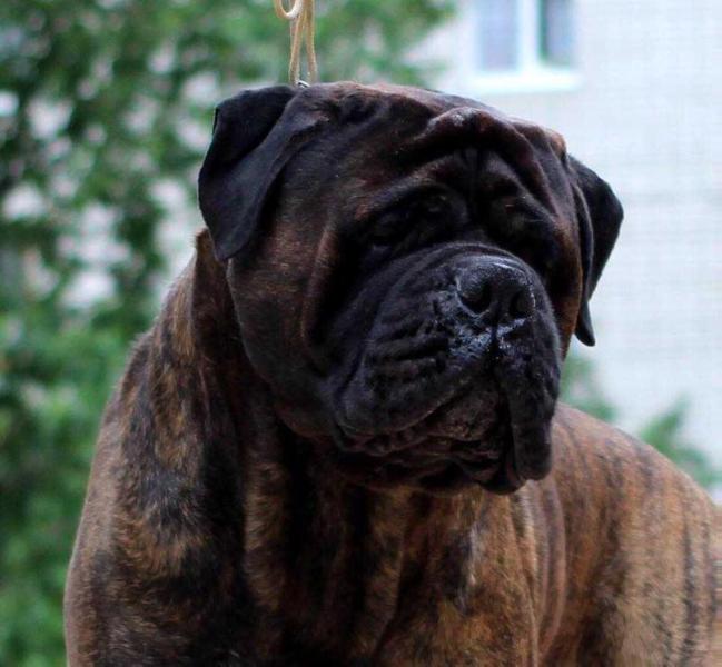 Edward Magnificent iz Mira Antalis | Bullmastiff 