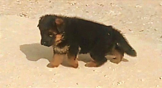 Ron di Valguarnera | German Shepherd Dog 