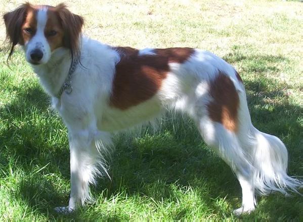 Luna (unregistered) | Kooikerhondje 