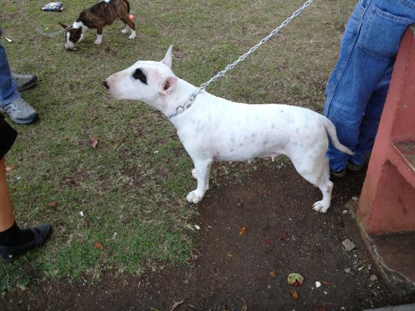 B-RUNA BLACK EYE | Bull Terrier 