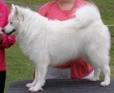 Miracle's Precious Memories | American Eskimo Dog 