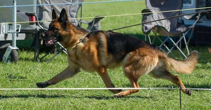Bodecka All Fired Up | German Shepherd Dog 