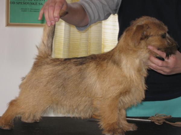 Meggy of Chagy od Spešovské skály | Norfolk Terrier 