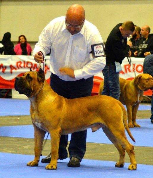 Tongo de Cielo de Canarias | Perro de Presa Canario 