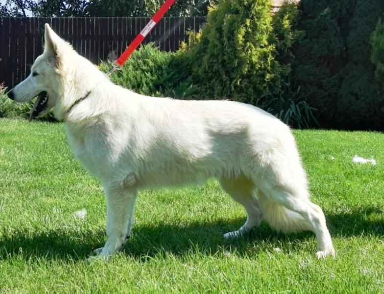 RAGUS AKBO-Parchovany | White Swiss Shepherd Dog 