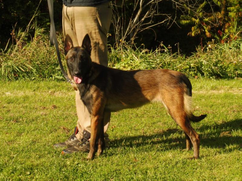 Avisa's N'Arya | Belgian Malinois 