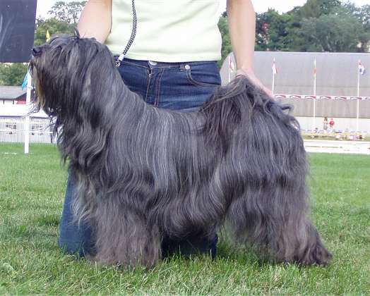 ANTA WITTY | Tibetan Terrier 