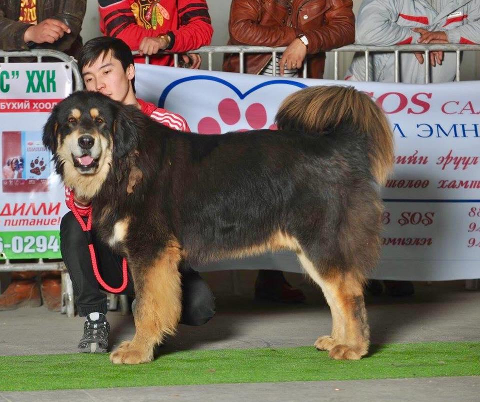 Tsagaan Basar | Tibetan Mastiff 