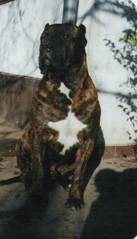 Bajlando Con Los Luchadores Don Guapo (McLeod) | Perro de Presa Canario 