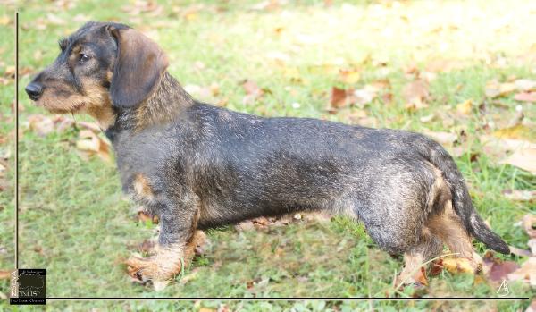 Finja vom Roggenhof FCI | Dachshund 