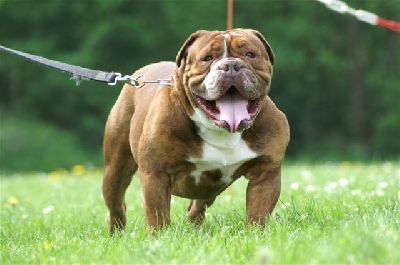 Valhala's Bodor The Ambassador | Olde English Bulldogge 