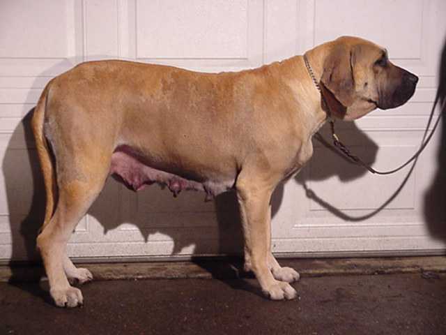 AIM TENNESSEE'S ESHABETA CARDINAL CYN | Fila Brasileiro 